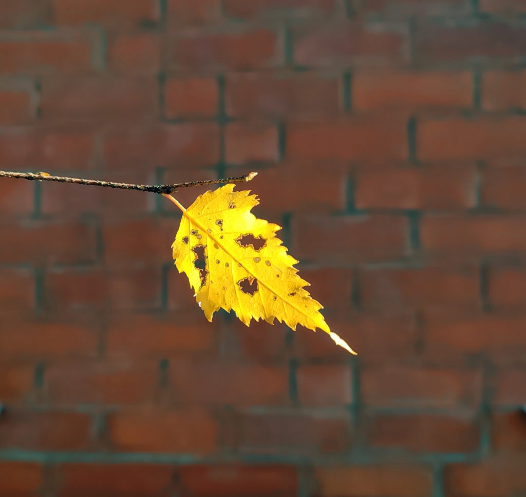 Осенний лист кирпичная кладка